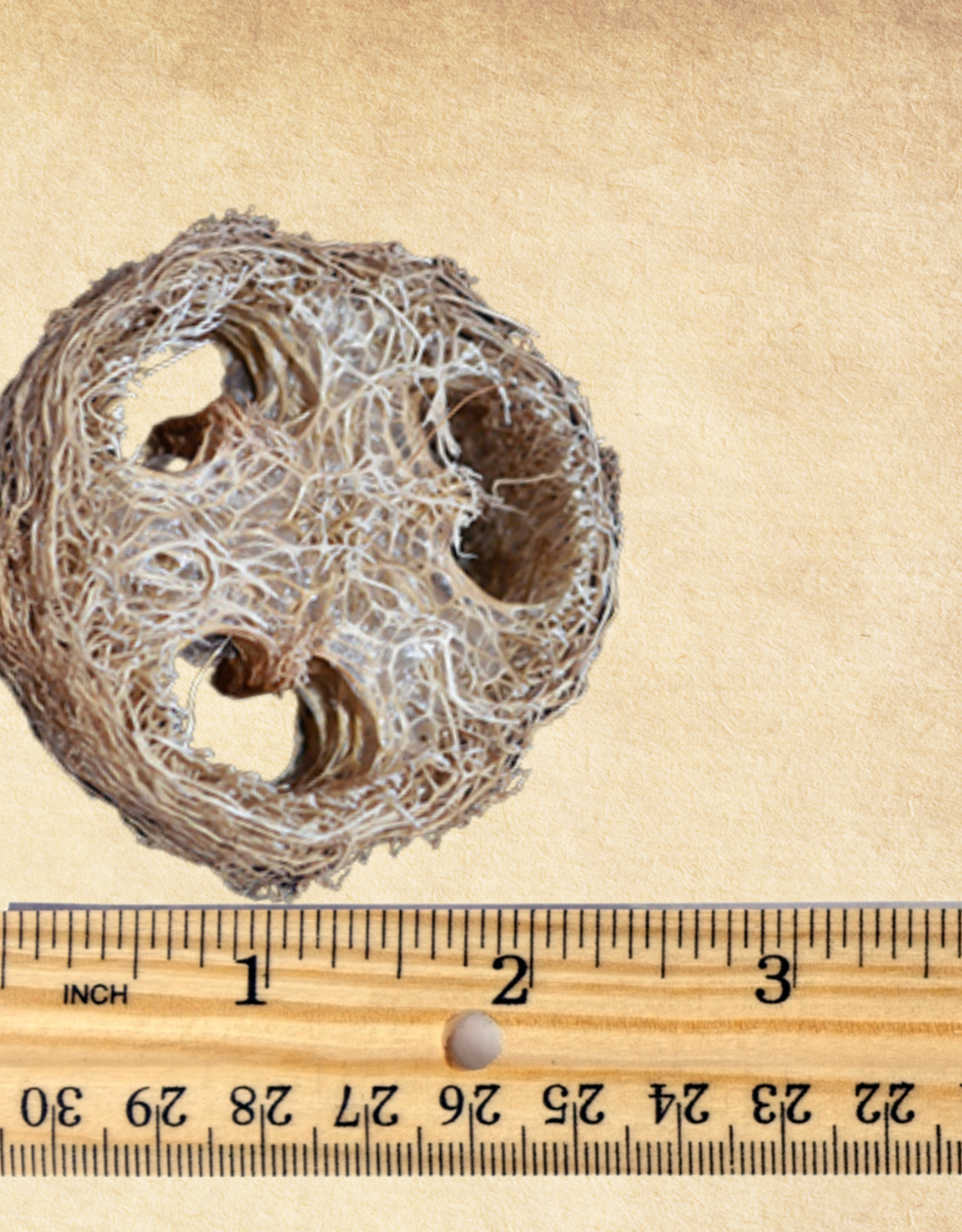 TOY MAKING- SLICE- LOOFA- 1.5X2.5X2.5- EACH