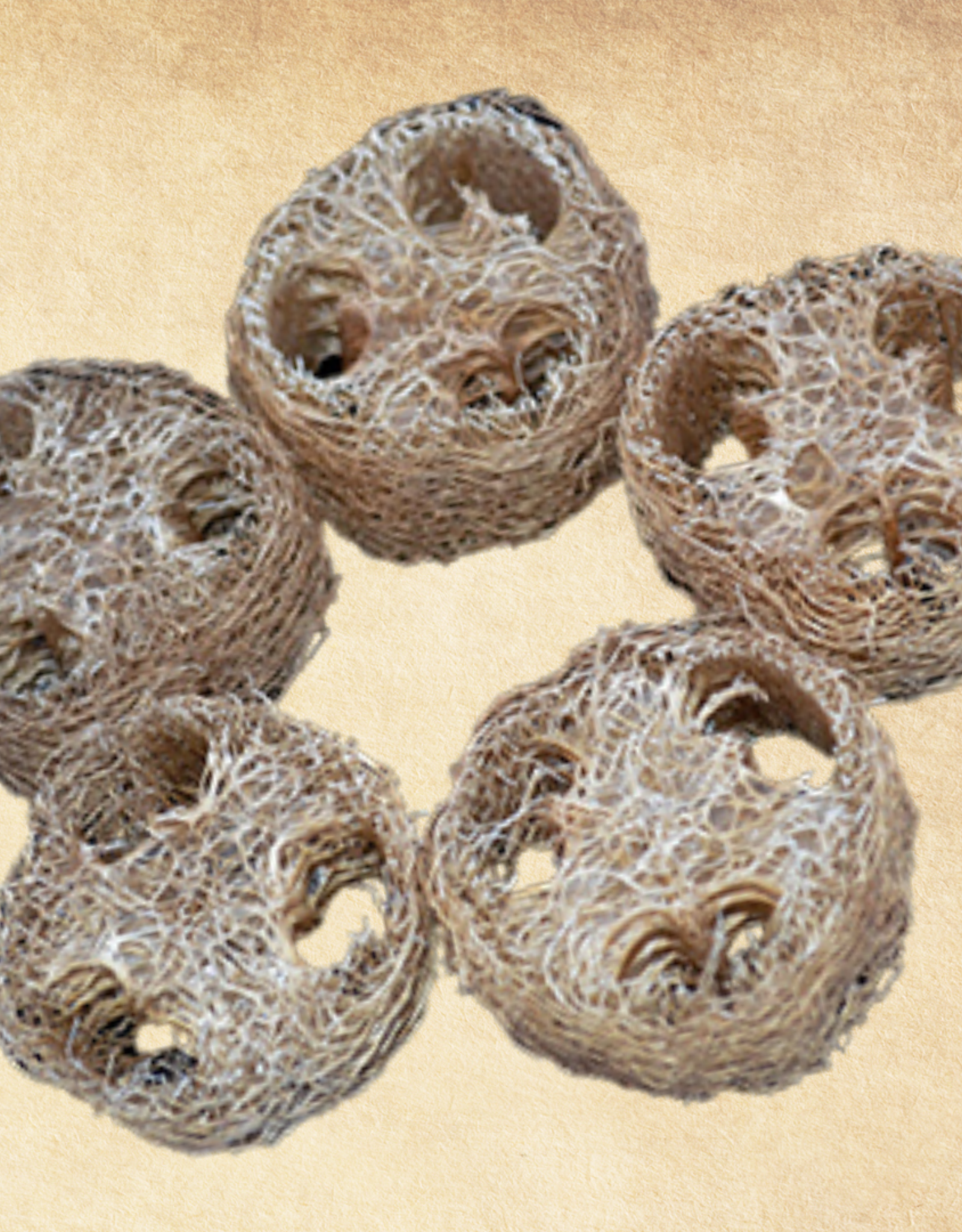 TOY MAKING- SLICE- LOOFA- 1.5X2.5X2.5- EACH