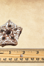 TOY MAKING- MAHOGANY POD- 1.5X2.5X2.5- SLICED- EACH