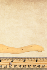 TOY MAKING- GOBI TAIL- 2.5-4 INCH- 1/2 DIA