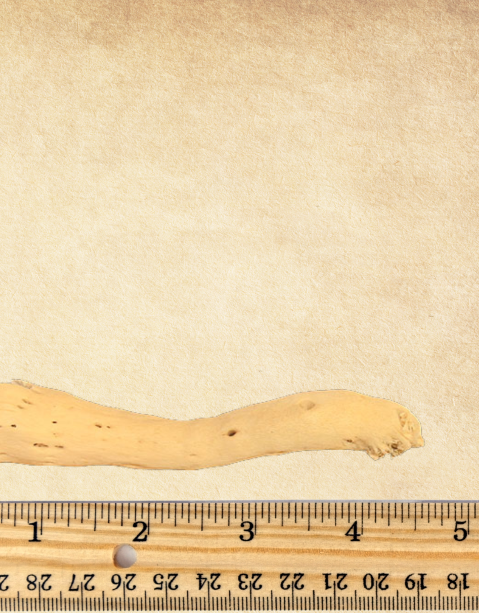 TOY MAKING- GOBI TAIL- 2.5-4 INCH- 1/2 DIA