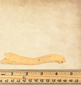 TOY MAKING- GOBI TAIL- 2.5-4 INCH- 1/2 DIA