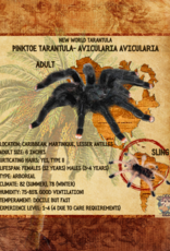 TARANTULA- GUYANA PINKTOE #4- Avicularia avicularia 3 INCH	CB 12-09-22