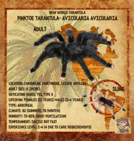 TARANTULA- GUYANA PINKTOE #4- Avicularia avicularia 3 INCH	CB 12-09-22