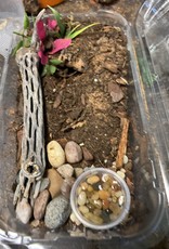 Tarantula- Asian Fawn Tarantula- Chilobrachys huahini- 2 inch sling		CB	8-23-22