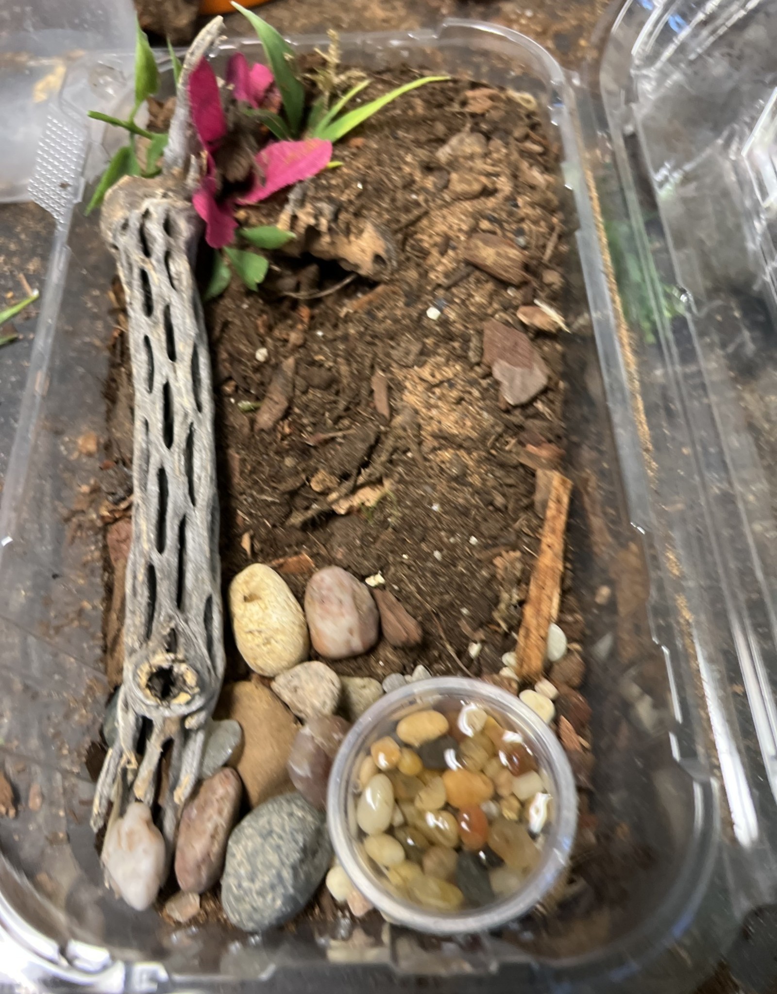 Tarantula- Asian Fawn Tarantula- Chilobrachys huahini- 2 inch sling		CB	8-23-22