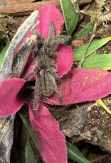 Tarantula- Asian Fawn Tarantula- Chilobrachys huahini- 2 inch sling		CB	8-23-22