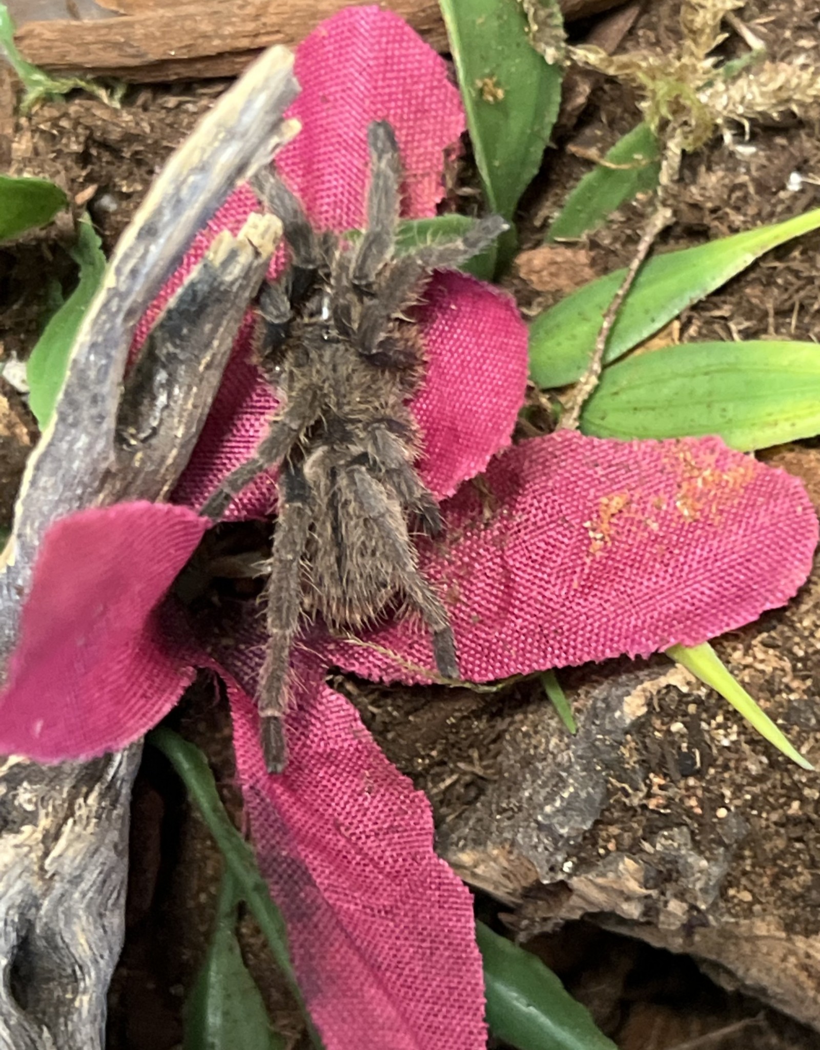 Tarantula- Asian Fawn Tarantula- Chilobrachys huahini- 2 inch sling		CB	8-23-22