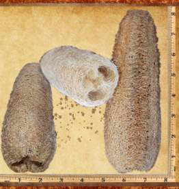 TOY MAKING- LOOFA- 8X2.5X2.5- LARGE- EACH