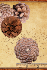 TOY MAKING- 2.5X2X2- NATURAL PINE CONE- EACH