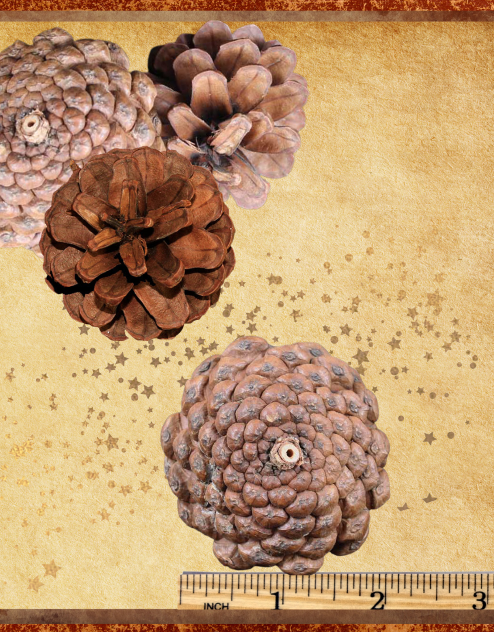 TOY MAKING- 2.5X2X2- NATURAL PINE CONE- EACH