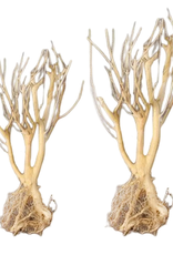 TERRARIUM- TREE- DRIFTWOOD- 12 INCHES