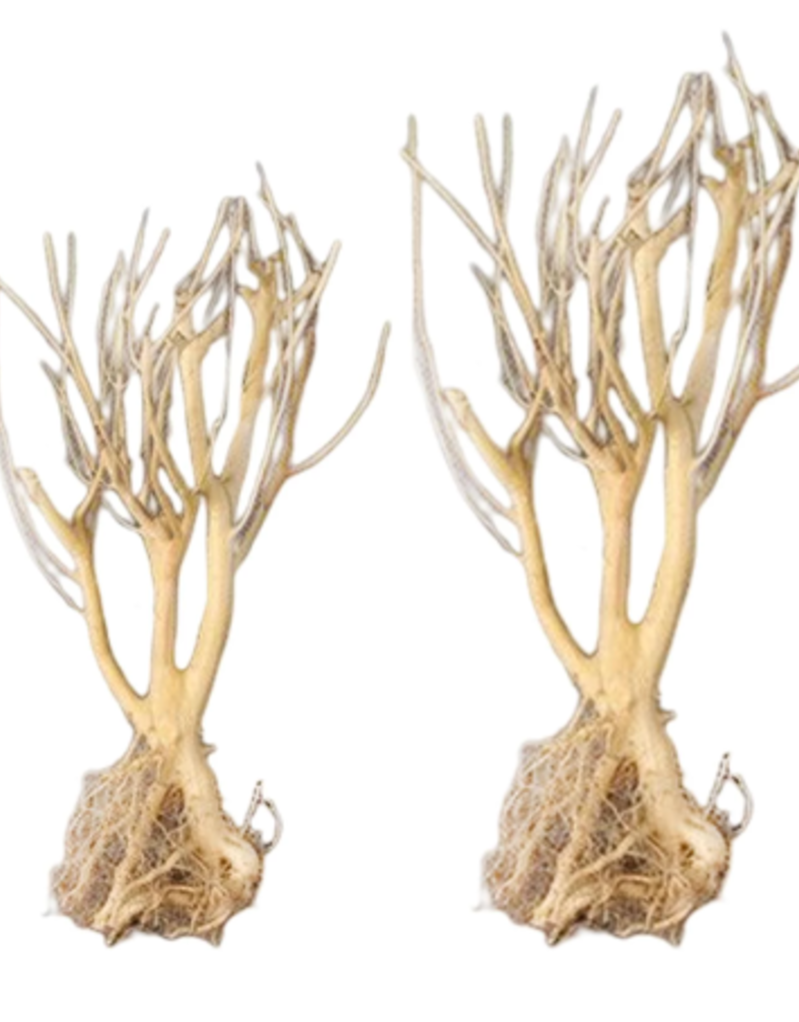 TERRARIUM- TREE- DRIFTWOOD- 12 INCHES
