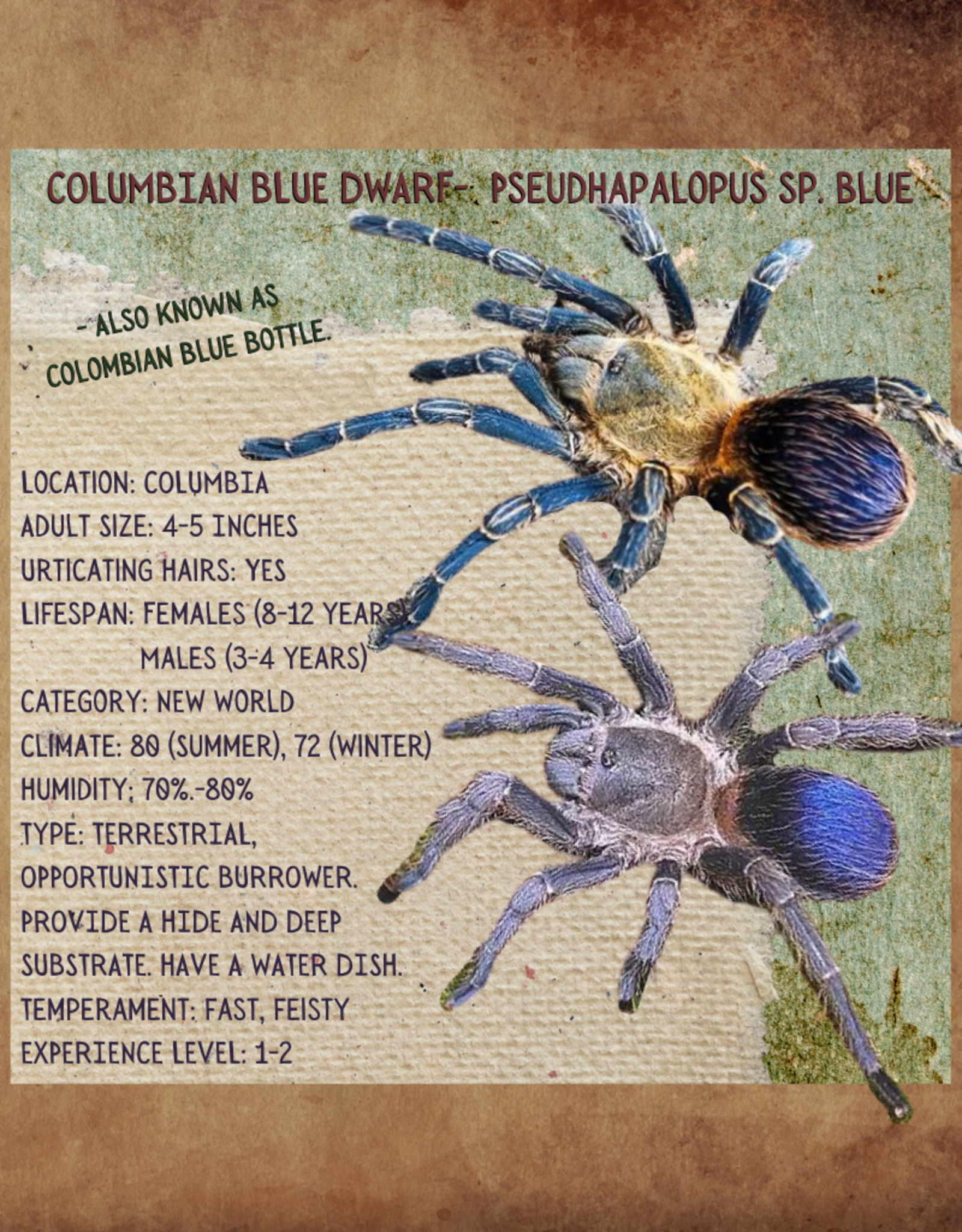 TARANTULA- COLUMBIAN DWARF BLUE #1- Pseudhapalopus sp. blue 1 INCH	CB	2-8-23