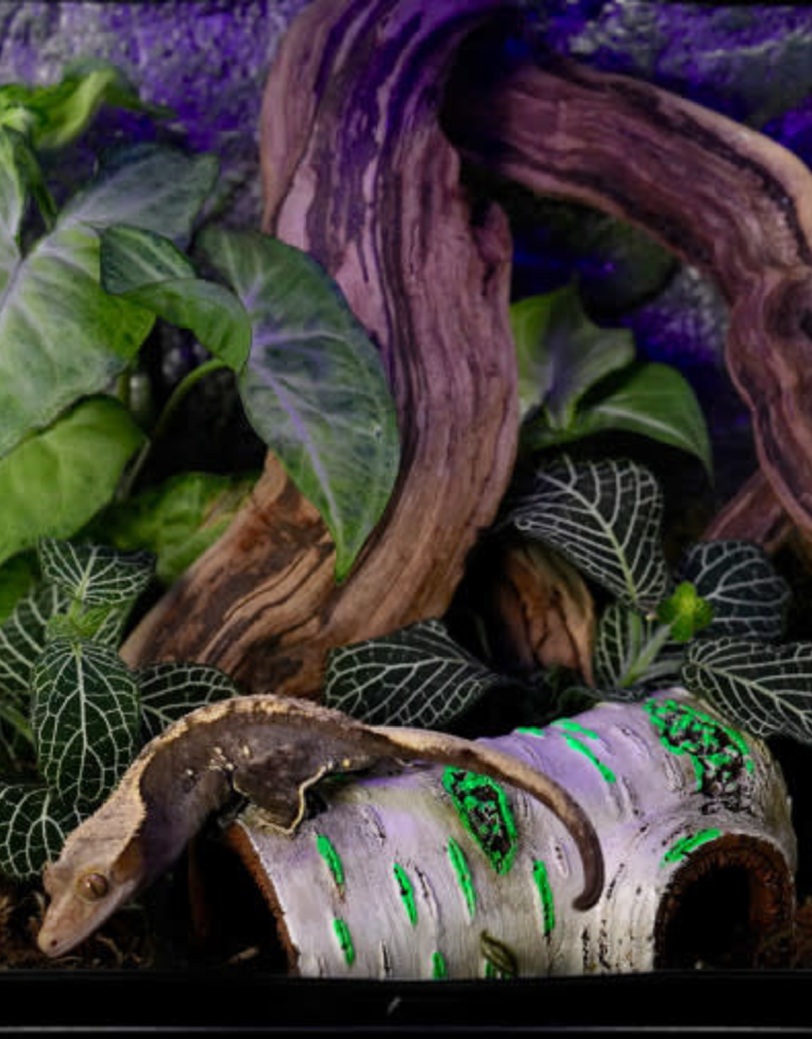 ZILLA PET PRODUCTS ZILLA- RAPID SENSE UV DECOR- 2.75X3.75X5.9- POPLAR LOG- MEDIUM