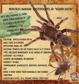 TARANTULA- HERCULES BABOON #2- HYSTEROCATES SP. "NIGER DELTA" .5 INCH		CB	4-8-23