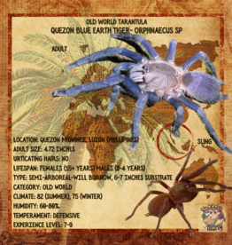TARANTULA-Quezon Blue Earth Tiger #2- ORPHNAECUS SP. *SLING- .75 INCH	CB 4-08-23