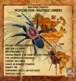 TARANTULA- TRINIDAD PINK #2- Holothele longipes- .5 INCH SLING	 CB  4-08-23