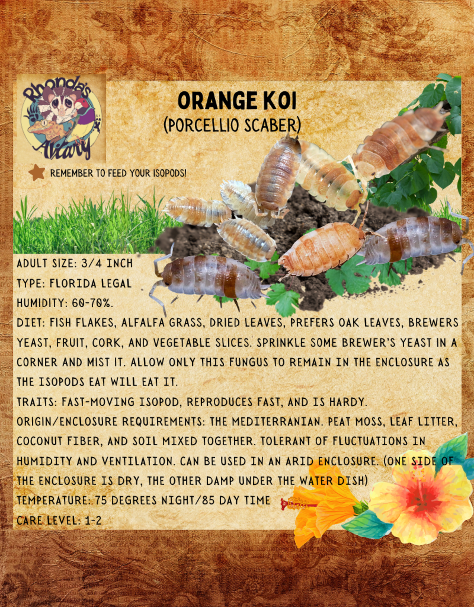 RHONDA'S AVIARY LIVE- ISOPODS- KOI- ORANGE (Porcellio Scaber) 10 CT