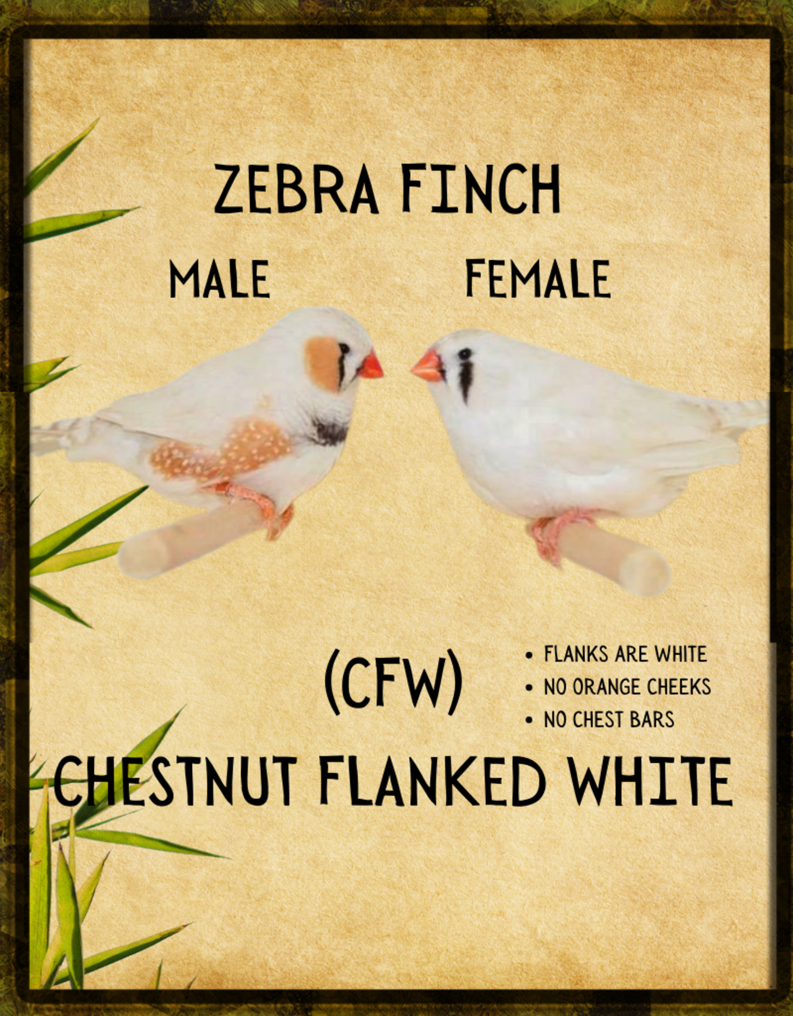 ZEBRA FINCH #1- CHESTNUT FLANKED WHITE- HATCH- 2023 FEMALE