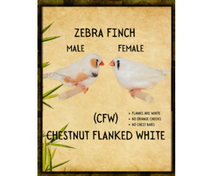 ZEBRA FINCH #1- CHESTNUT FLANKED WHITE- HATCH- 2023 FEMALE