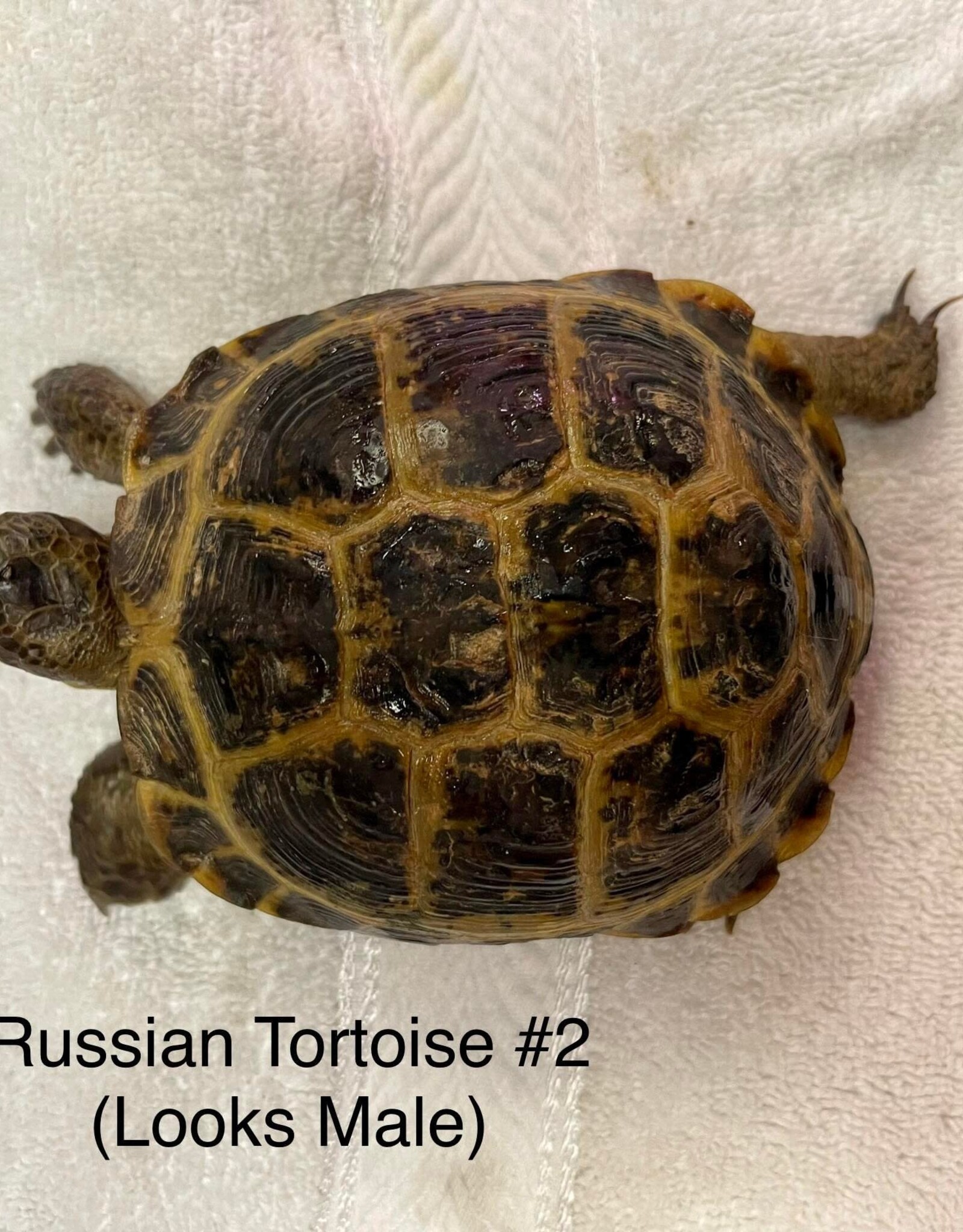 Russian Tortoise Size Chart lupon.gov.ph
