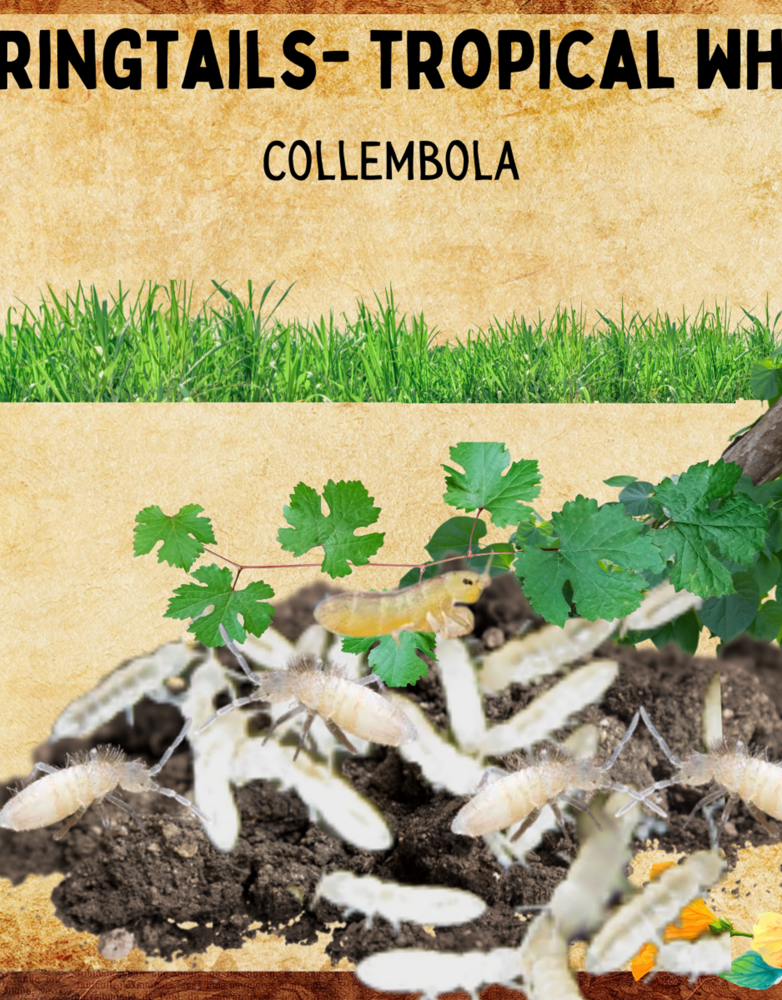 LIVE SPRINGTAIL- CULTURE- TROPICAL WHITE-  Collembola- 4 OZ CUP