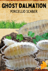 RHONDA'S AVIARY LIVE- ISOPODS- DALMATION- GHOST (Porecellio scaber)  10 CT
