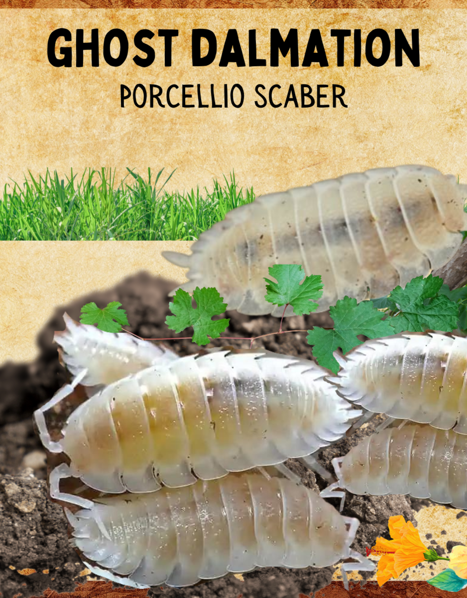 RHONDA'S AVIARY LIVE- ISOPODS- DALMATION- GHOST (Porecellio scaber)  10 CT