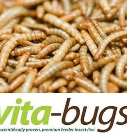TIMBERLINE LIVE- MEALWORMS- VITA BUGS!- 1000 CT BOX- PREORDER- LOCAL PICK UP