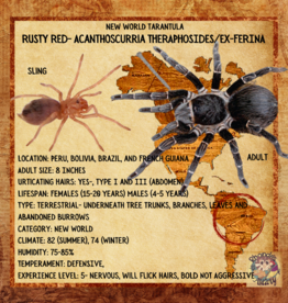 RUSTY RED BIRD EATER#3- ACANTHOSCURRIA THERAPHOSIDES/EX-FERINA- 2 INCH- CB	6-28-23