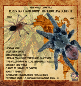 PERUVIAN FLAME RUMP-	THRIXOPELMA OCKERTI		CB	6-28-23