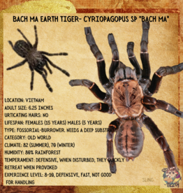 BACH MA EARTH TIGER- CYRIOPAGOPUS SP "BACH MA"-  CB- 6-28-23 *suspect female