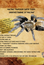 TARANTULA- MALTHAI TRAPDOOR EARTH TIGER #1-	Ornithoctoninae sp. Malthai	- CB	6-28-23