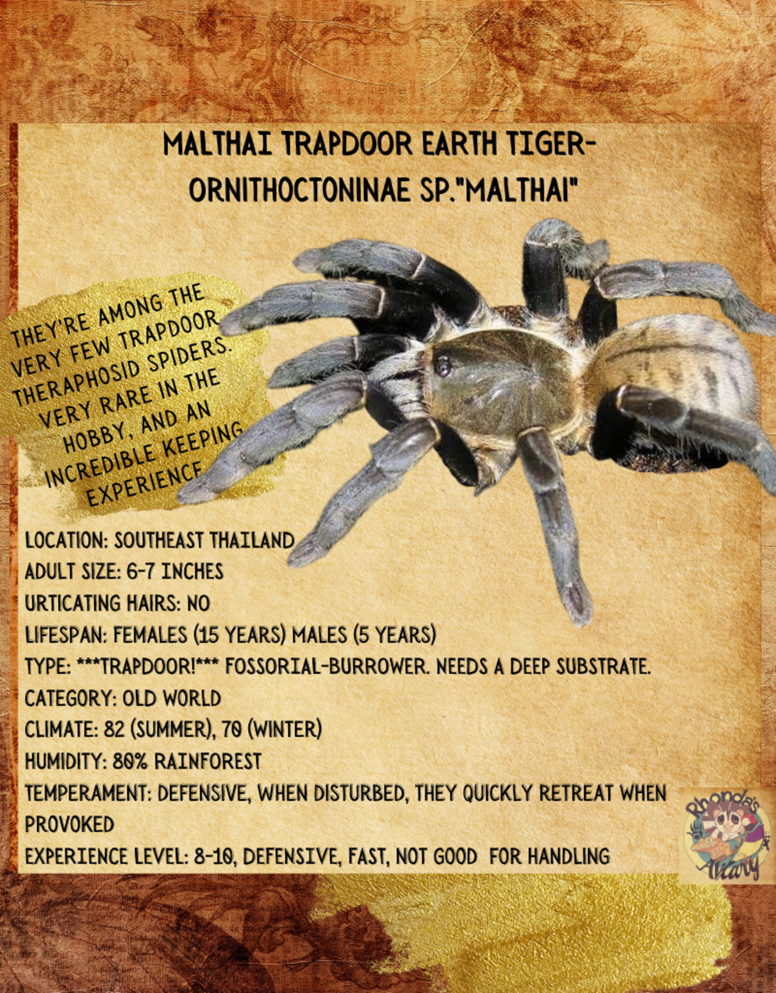 TARANTULA- MALTHAI TRAPDOOR EARTH TIGER #1-	Ornithoctoninae sp. Malthai	- CB	6-28-23