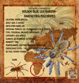 TARANTULA- GOLDEN BLUE LEG BABOON#2- HARPACTIRA PULCHRIPES- 2 INCH-CB 6-28-23