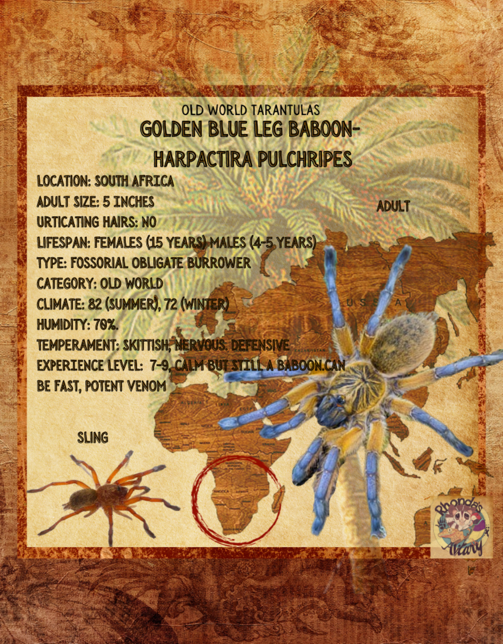 TARANTULA- GOLDEN BLUE LEG BABOON#1- HARPACTIRA PULCHRIPES- 2 INCH- CB 7-01-23