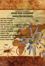 TARANTULA- GOLDEN BLUE LEG BABOON#2- HARPACTIRA PULCHRIPES- 2.5 INCH- CB 7-01-23