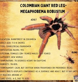 TARANTULA- COLUMBIAN GIANT RED LEG #1- Megaphobema robustum- 1 INCH	CB	7-1-23