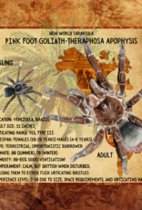 TARANTULA- PINK FOOT GOLIATH- Theraphosa apophysis- 3 INCH- CB	7-1-23
