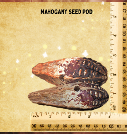 SUPER BIRD CREATIONS TOY MAKING- MAHOGANY POD- 1.5X2.5X2.5- WHOLE- EACH