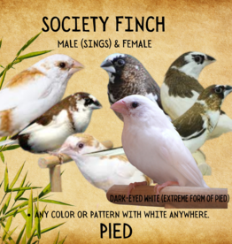 FINCH-SOCIETY #5- PIED- LONCHURA DOMESTICA- HATCH- 2023