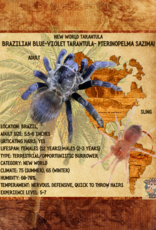 TARANTULA- BRAZILIAN BLUE #3- Lasiocyano sazimai/EX-Pterinopelma sazimai- 1/2 INCH- CB- 7-17-23