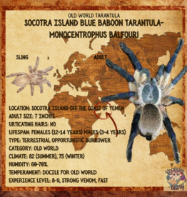 TARANTULA- SOCOTRA ISLAND BLUE #4- Monocentropus balfour- .75 INCH- CB	7-17-23