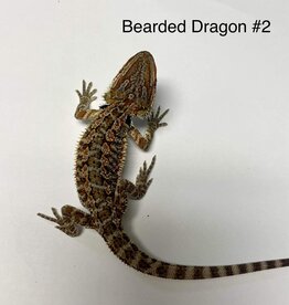 CB Pogona vitticeps Bearded Dragon