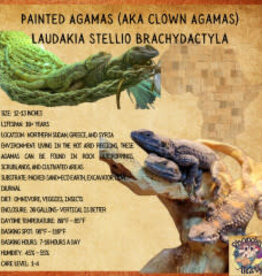 Painted Agamas (aka Clown Agamas)#7-Laudakia stellio brachydactyla 11-12 INCHES- 8-23-22