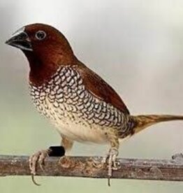 ZEBRA FINCH #1- CHESTNUT FLANKED WHITE- HATCH- 2023 FEMALE