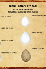 EGGS- (UNFERTILIZED)- ANIMAL FEED/NOT FOR HUMAN CONSUMPTIONS- SIZE-