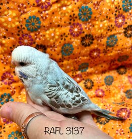 RAFL 3137- PARAKEET- ENGLISH- LIGHT BLUE- OPALINE- *REMOVE BAND- HATCH- 7-17-23