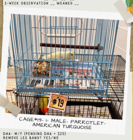 CAGE#19-  PARROTLET- CELESTIAL- AMERICAN TURQUOISE- MALE *ON SALE 50% OFF (395.99/50%= $197.99)